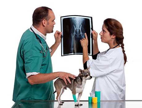 Tierärzte betrachten ein Röntgenbild