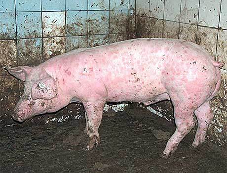 Schwein mit Rotlauf – eine Zoonose
