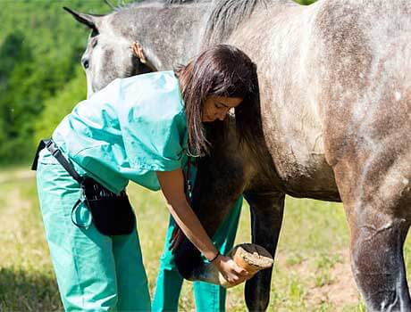Tierärztin untersucht Pferdehuf