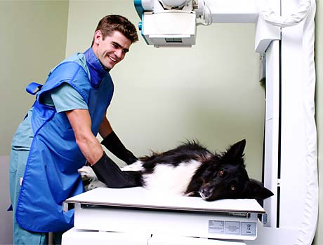 Tierarzt beim Röntgen