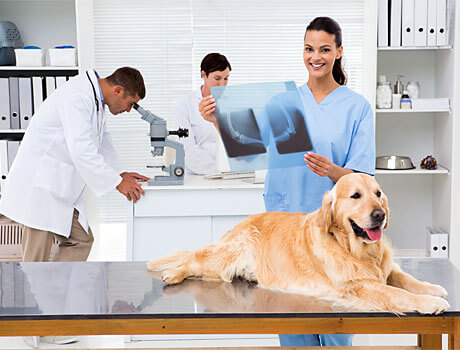 Tierärztin untersucht Hund